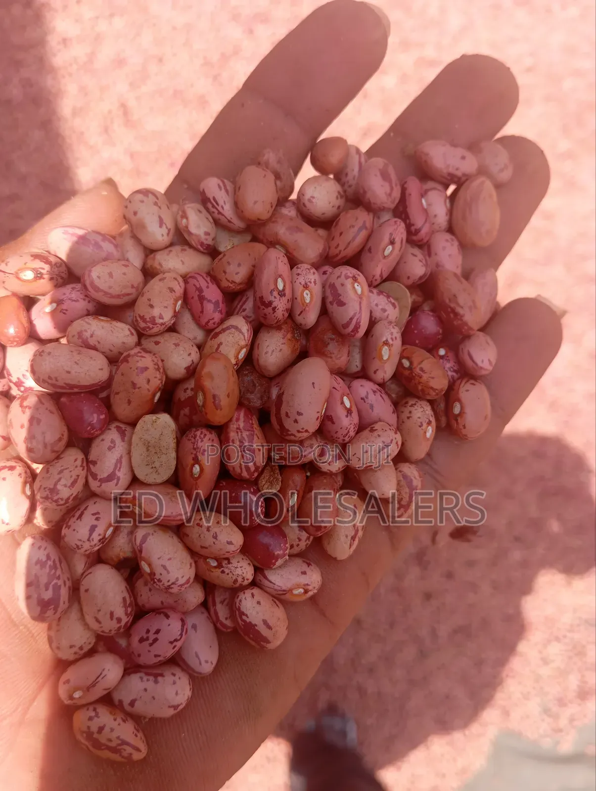 Rose Beans