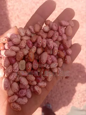 Rose Beans