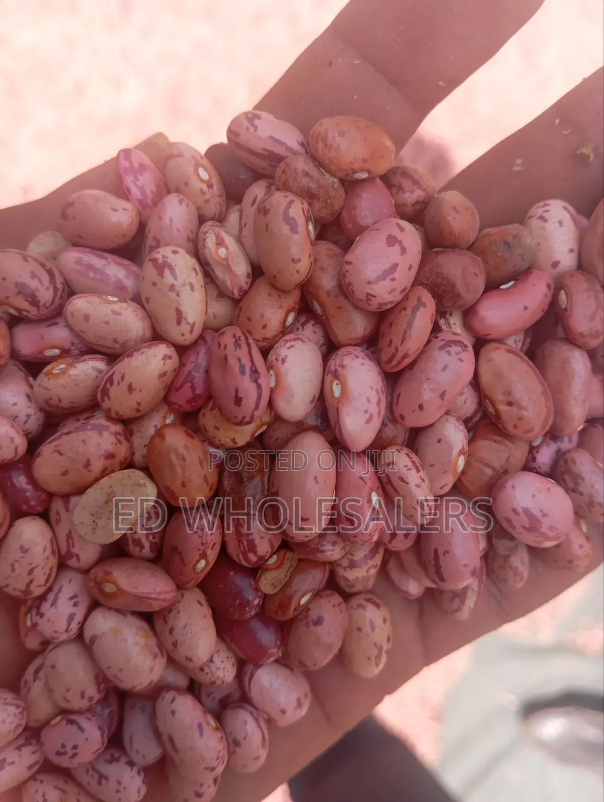 Rose Beans