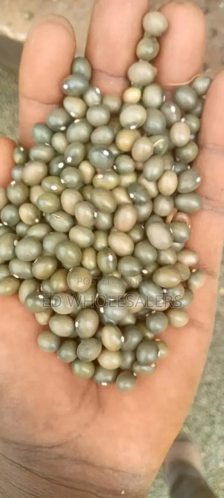 Army Green Beans