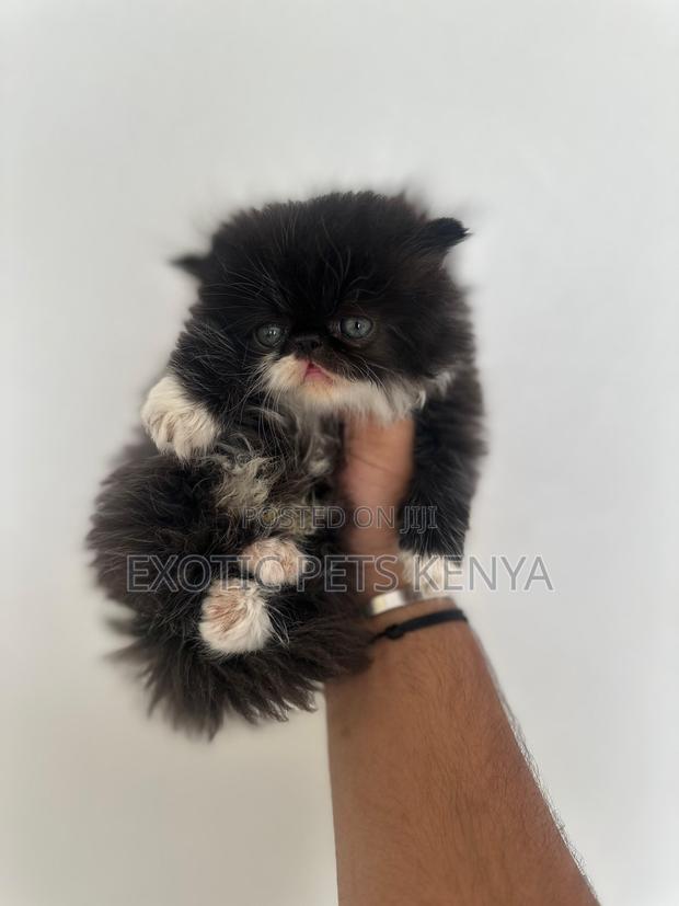 1-3 months Female Purebred Persian - main view