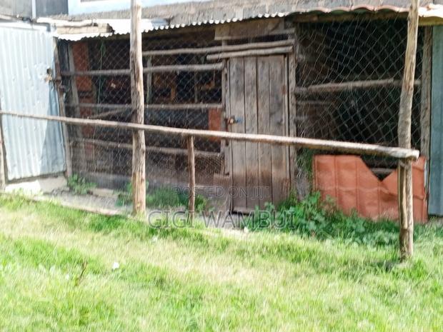 Poultry-Keeping Space for Rent- 400hens - thumbnail 9