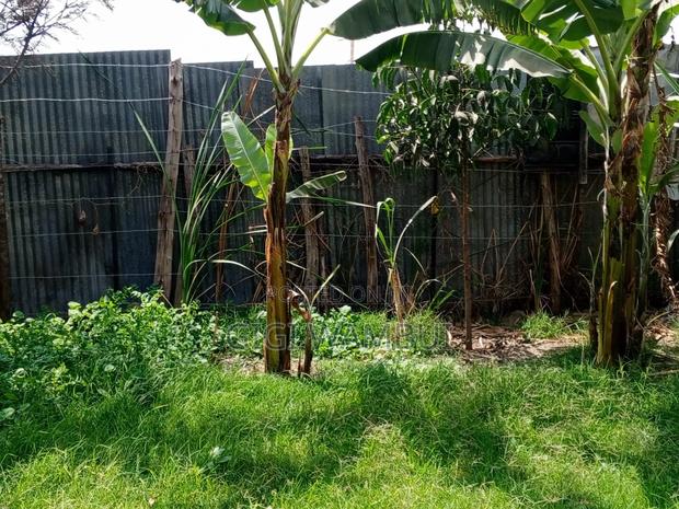 Poultry-Keeping Space for Rent- 400hens - thumbnail 13
