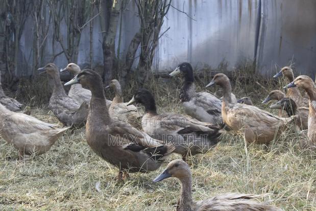 Duck Eggs Jumbopekin, Welsh Hquin, Khaki Campbell L - thumbnail 4