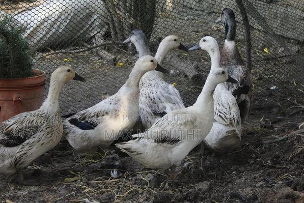 Duck Eggs Jumbopekin, Welsh Hquin, Khaki Campbell L - thumbnail 6