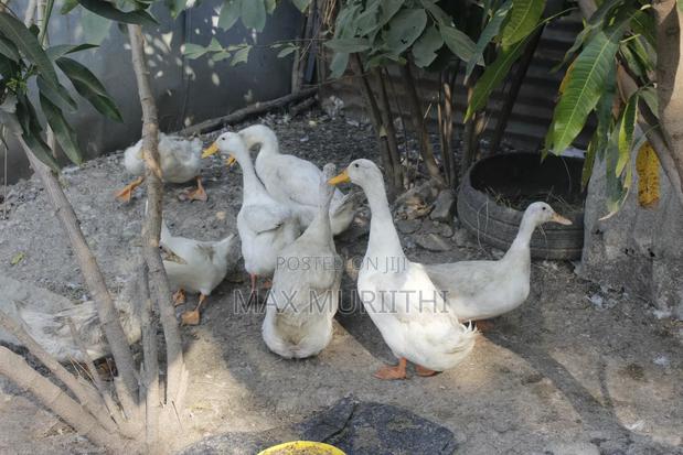 Duck Eggs Jumbopekin, Welsh Hquin, Khaki Campbell L - thumbnail 3