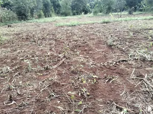 Embu Muthatari 100*100 for Sale