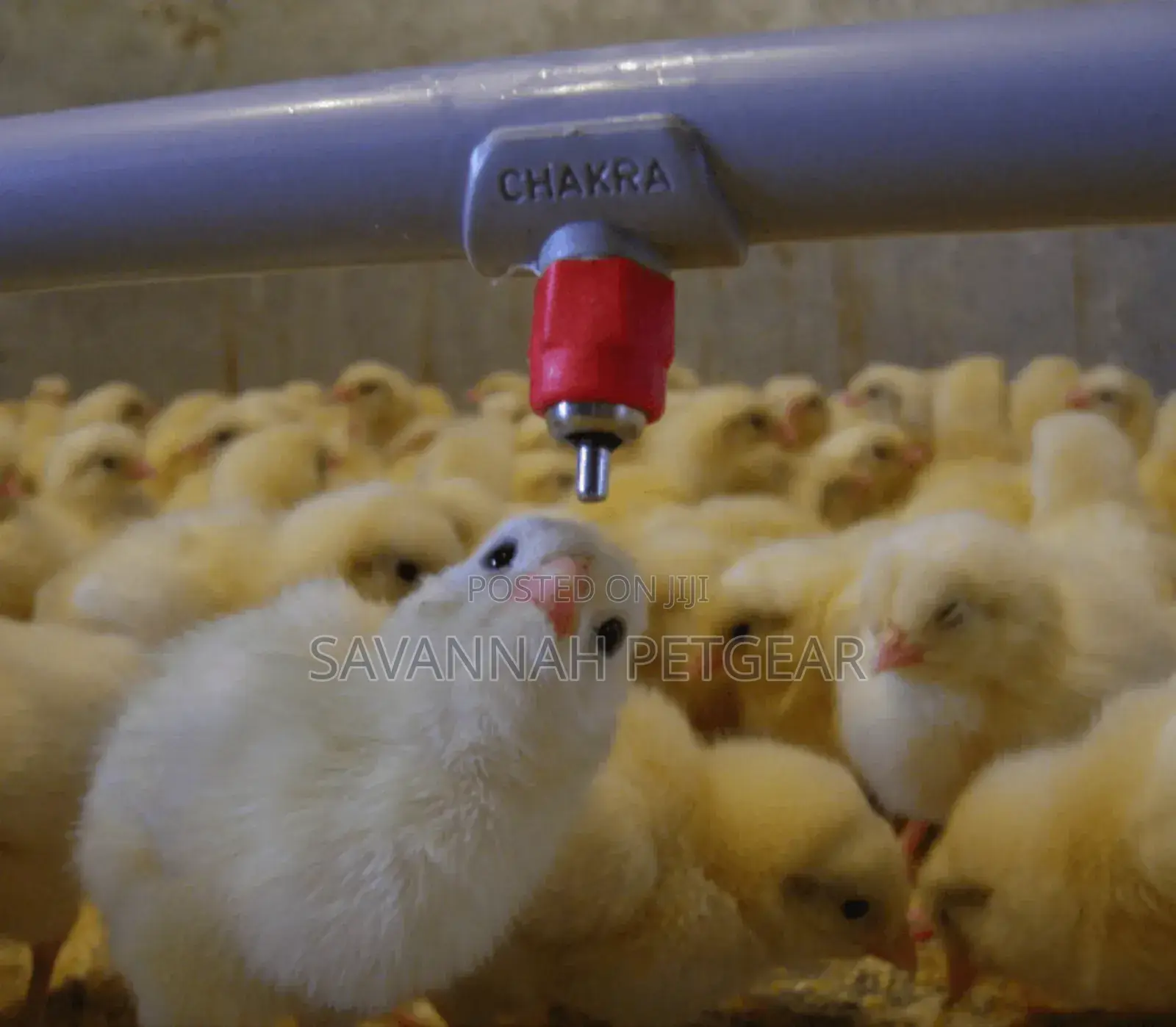 Chicken Nipple Drinker Poultry Chicken Duck Drinker Nipple