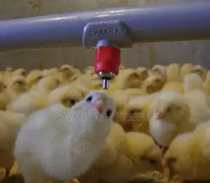 Chicken Nipple Drinker Poultry Chicken Duck Drinker Nipple
