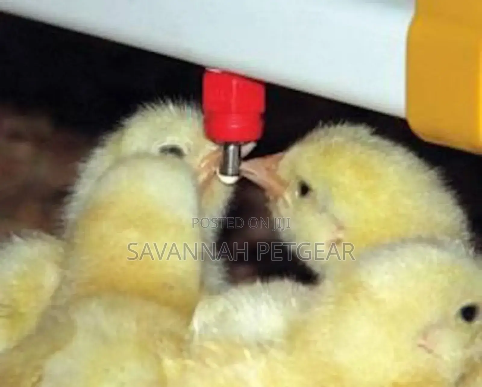 Chicken Nipple Drinker Poultry Chicken Duck Drinker Nipple