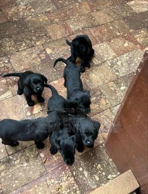 1-3 months Female Purebred Labrador Retriever - thumbnail 2