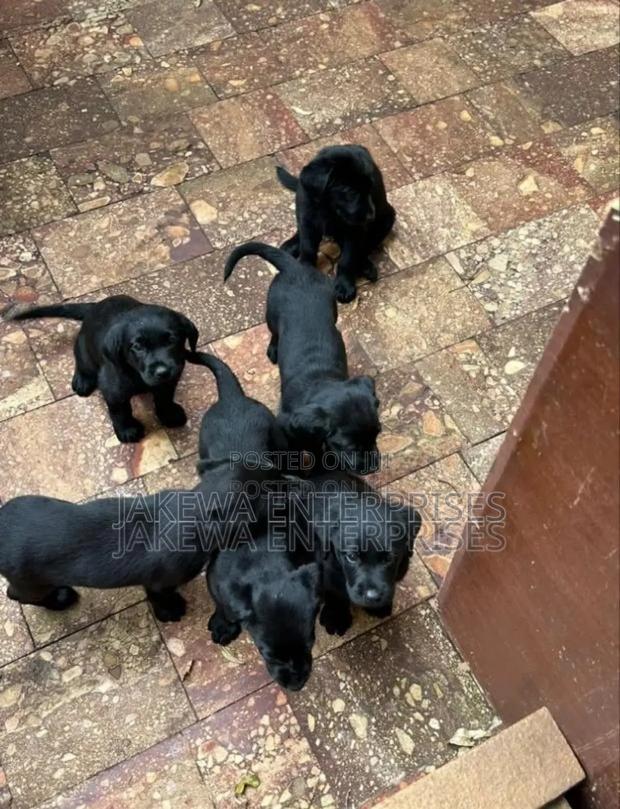 1-3 months Female Purebred Labrador Retriever - main view