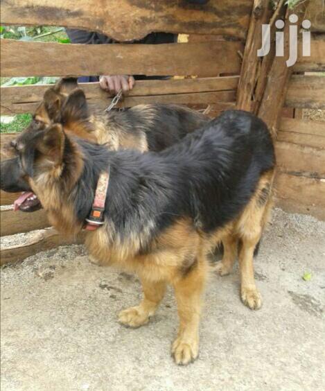 Young Male Purebred German Shepherd Dog