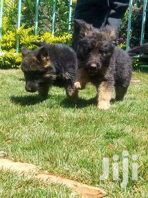 Young Male Purebred German Shepherd Dog