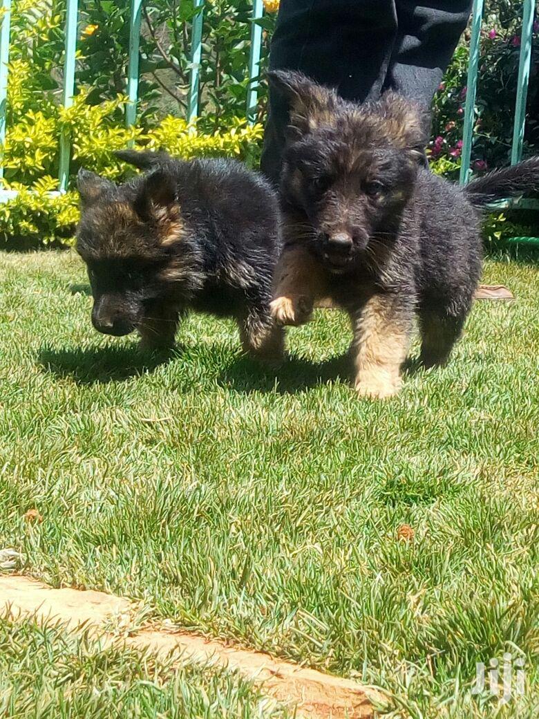 Young Male Purebred German Shepherd Dog
