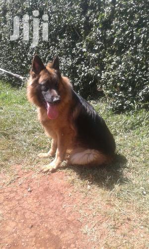 Young Male Purebred German Shepherd Dog