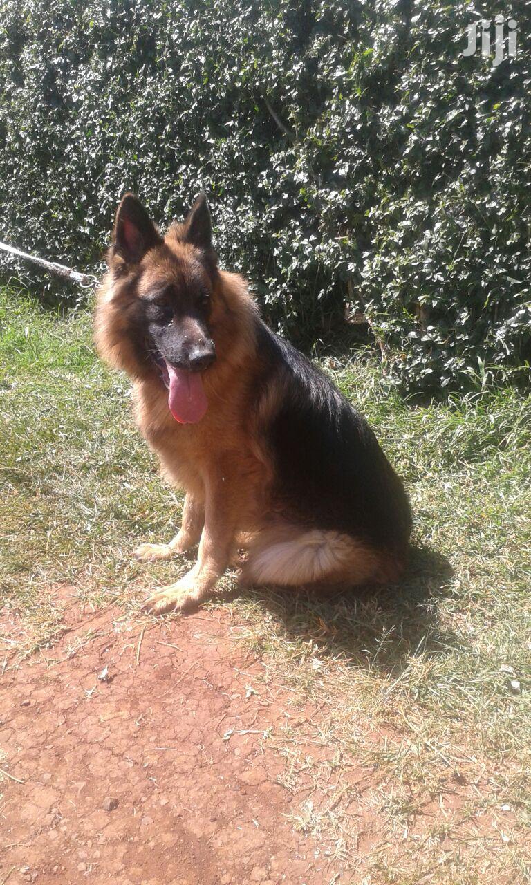 Young Male Purebred German Shepherd Dog