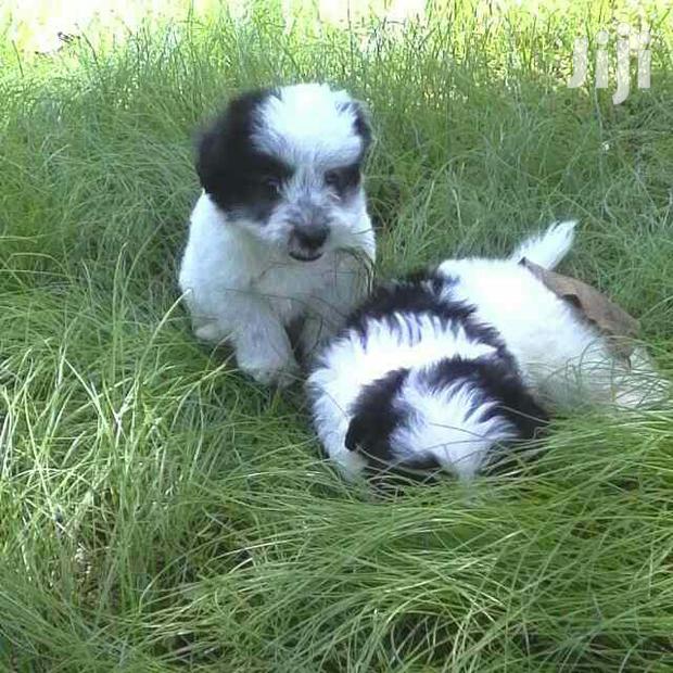 Young Female Purebred Maltese - thumbnail 4