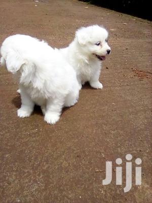 Young Female Purebred Maltese