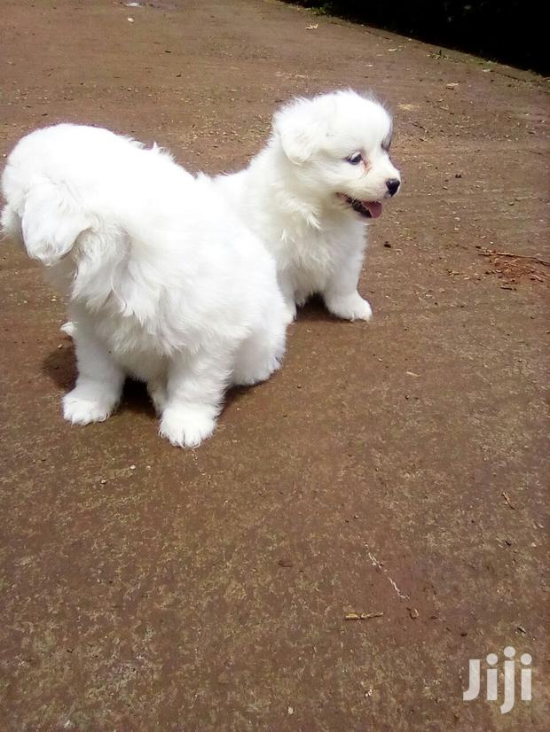 Young Female Purebred Maltese - thumbnail 3