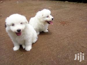 Young Female Purebred Maltese