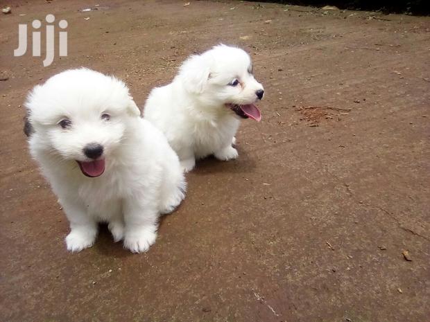 Young Female Purebred Maltese - thumbnail 5