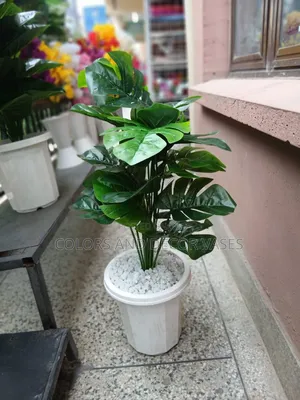 Potted Indoor Decorative Plant With Stones