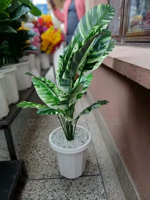 Classy Banana Plant+ Plastic Vase