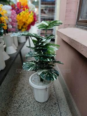 White Monstera in Hard Plastic Vase Plus Stones - thumbnail 2