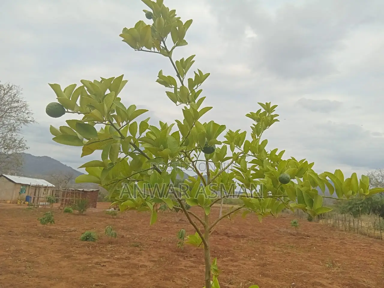5.5 Acres for Sale