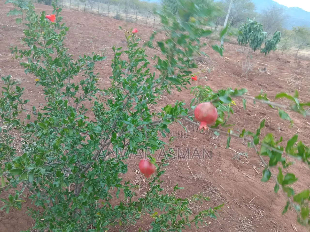 5.5 Acres for Sale