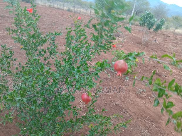 5.5 Acres for Sale - thumbnail 8