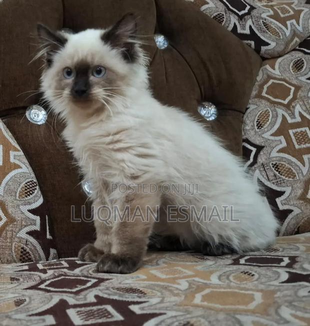 1-3 months Male Purebred Ragdoll - main view