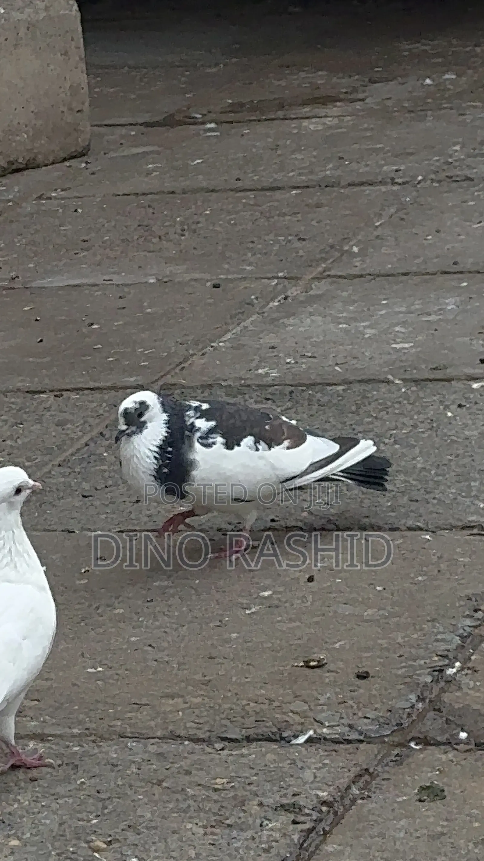 Beautiful Birds