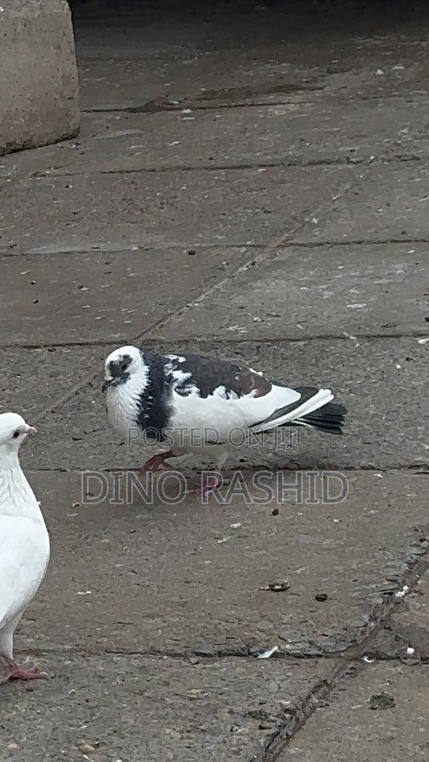 Beautiful Birds - thumbnail 8