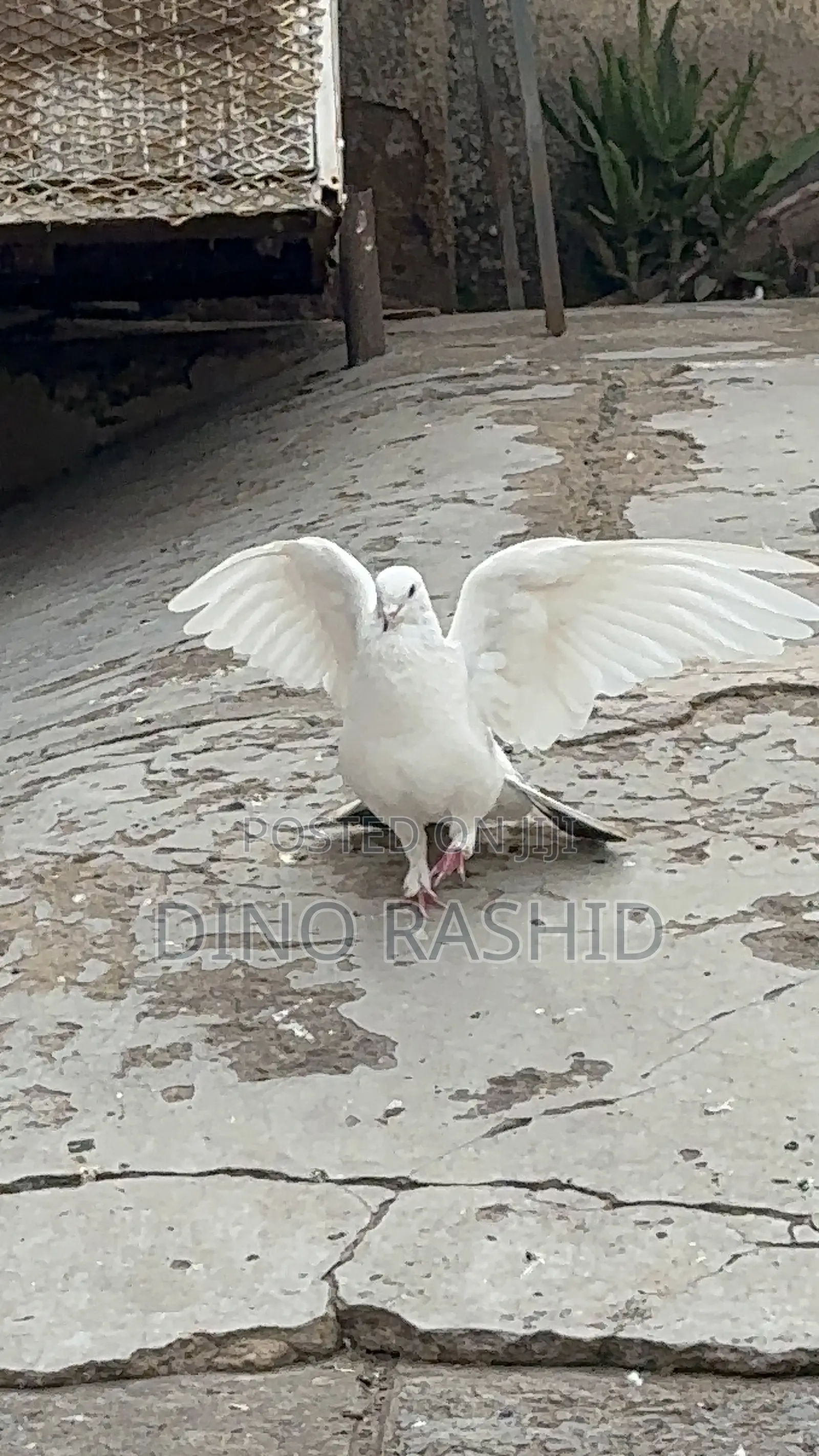 Beautiful Birds