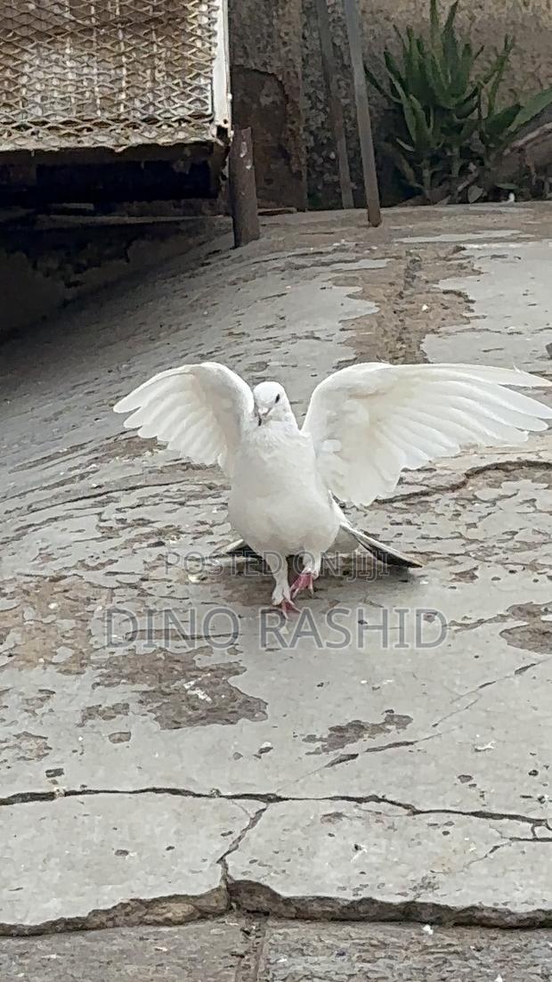 Beautiful Birds - thumbnail 7