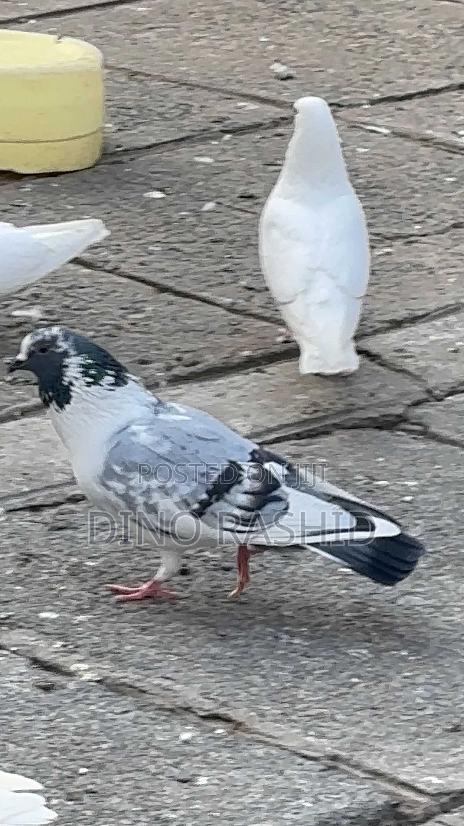 Beautiful Birds