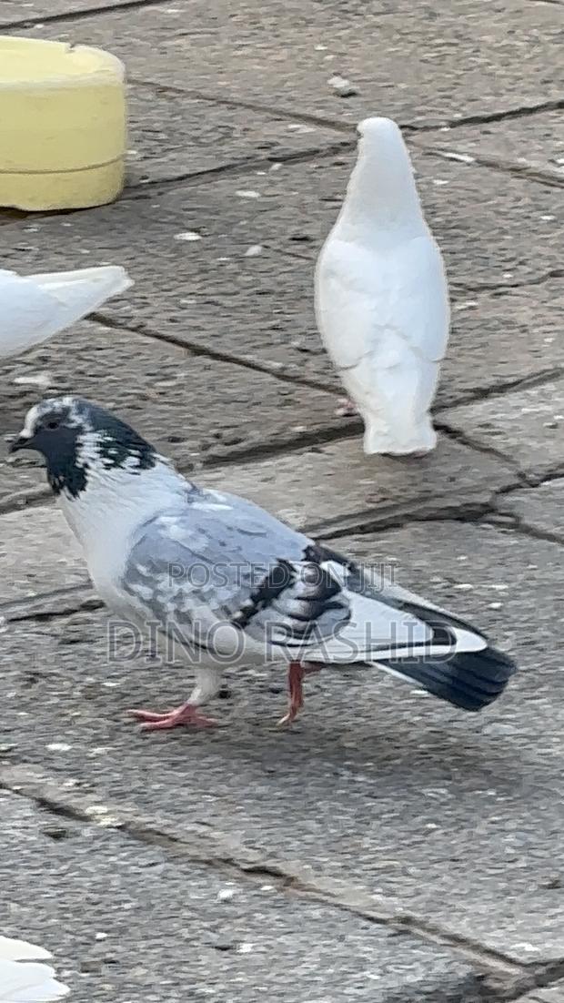 Beautiful Birds - thumbnail 11