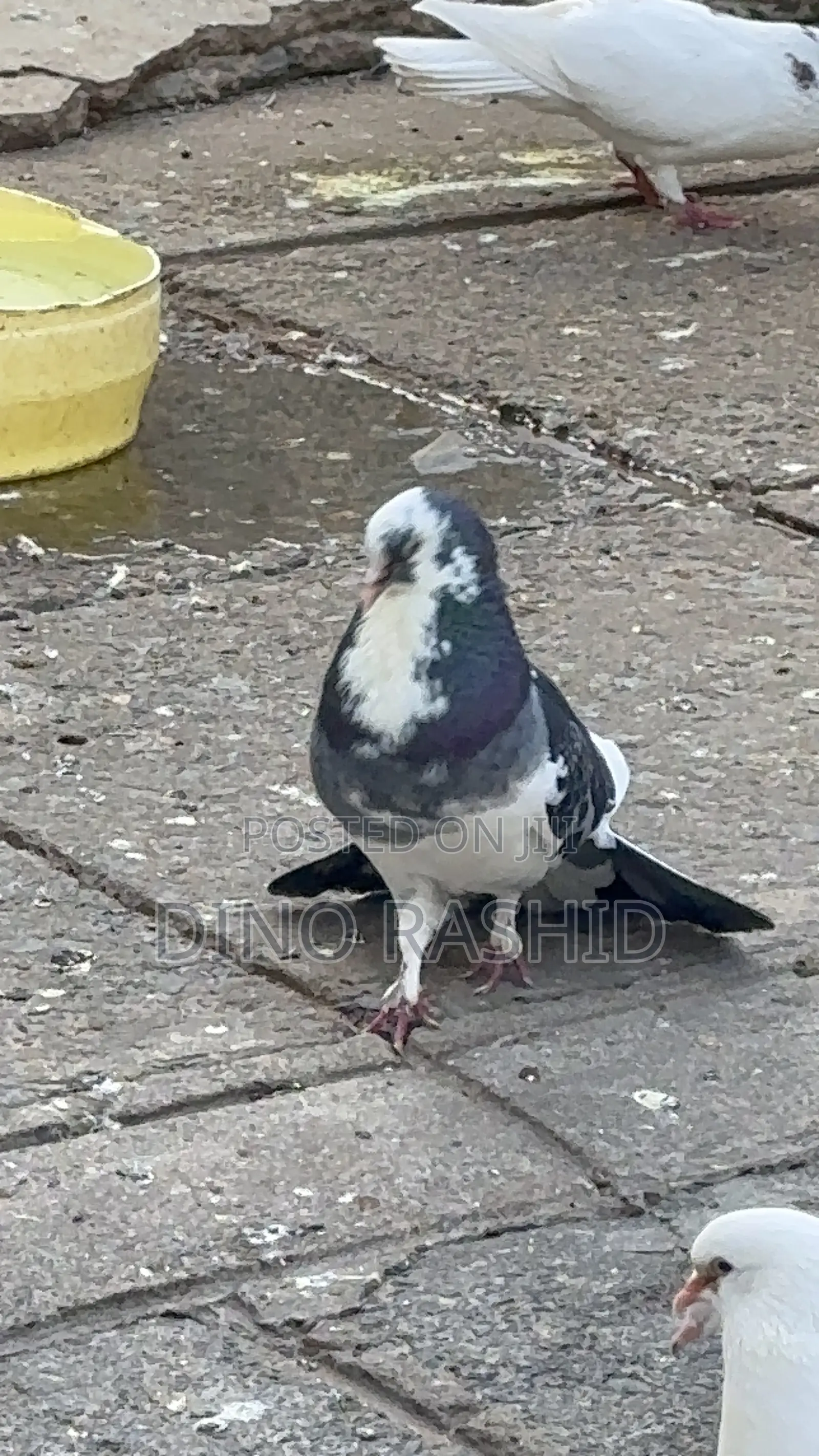 Beautiful Birds