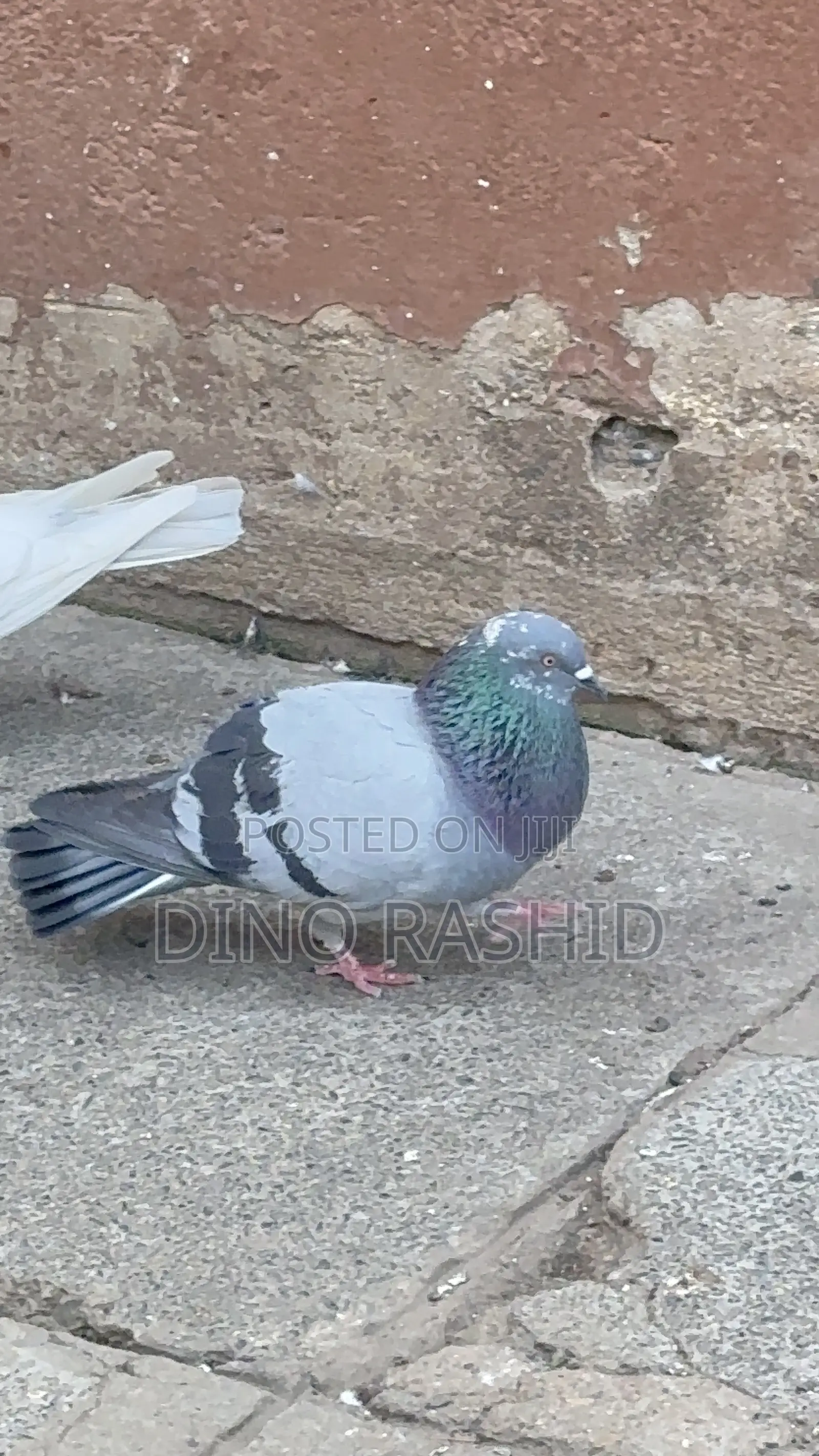 Beautiful Birds