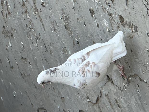 Beautiful Birds - thumbnail 15