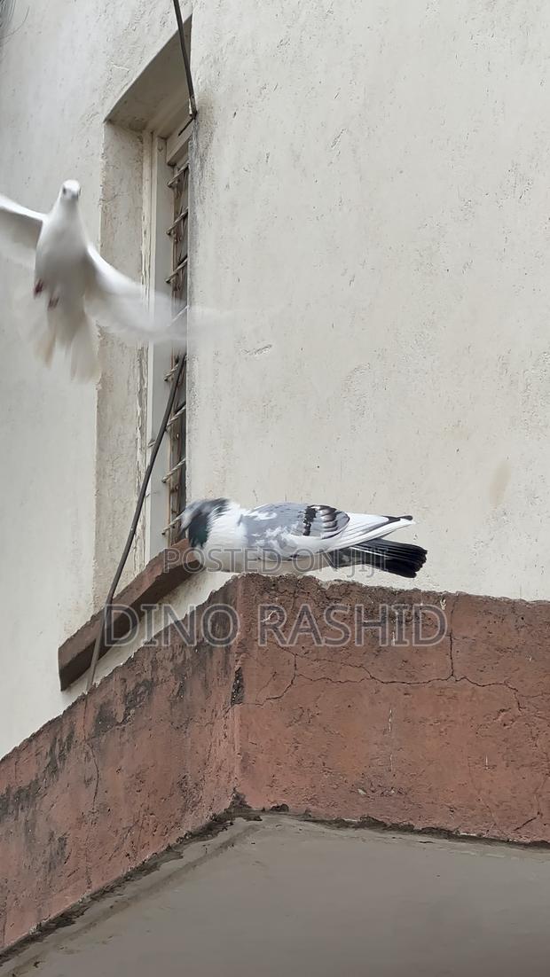 Beautiful Birds - thumbnail 13