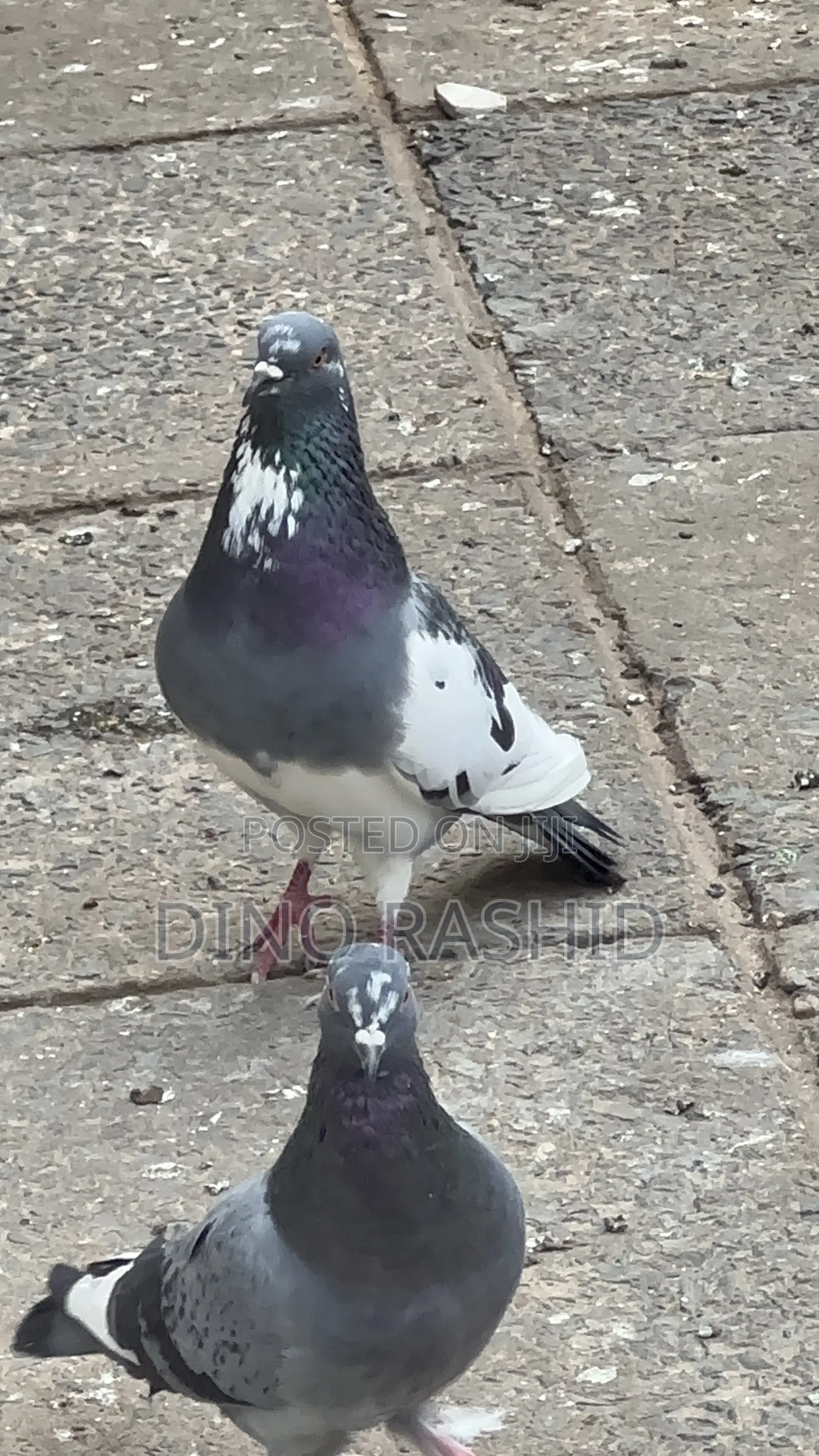 Beautiful Birds