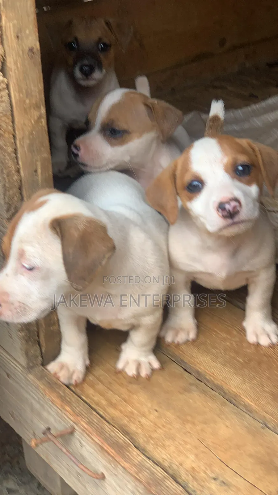 1-3 months Male Purebred Jack Russell Terrier