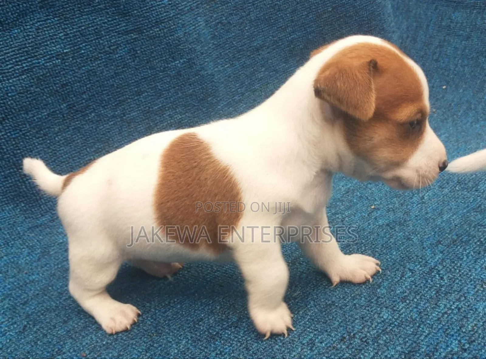 1-3 months Male Purebred Jack Russell Terrier
