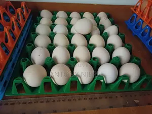 White Bantam Chicken + Eggs
