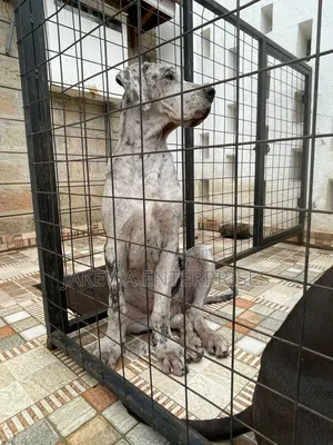 3-6 months Male Purebred Great Dane