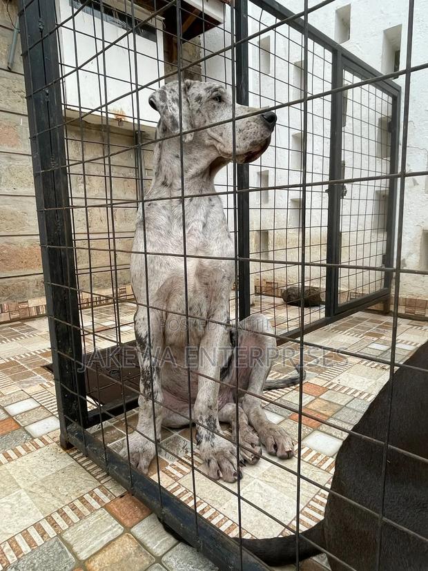3-6 months Male Purebred Great Dane