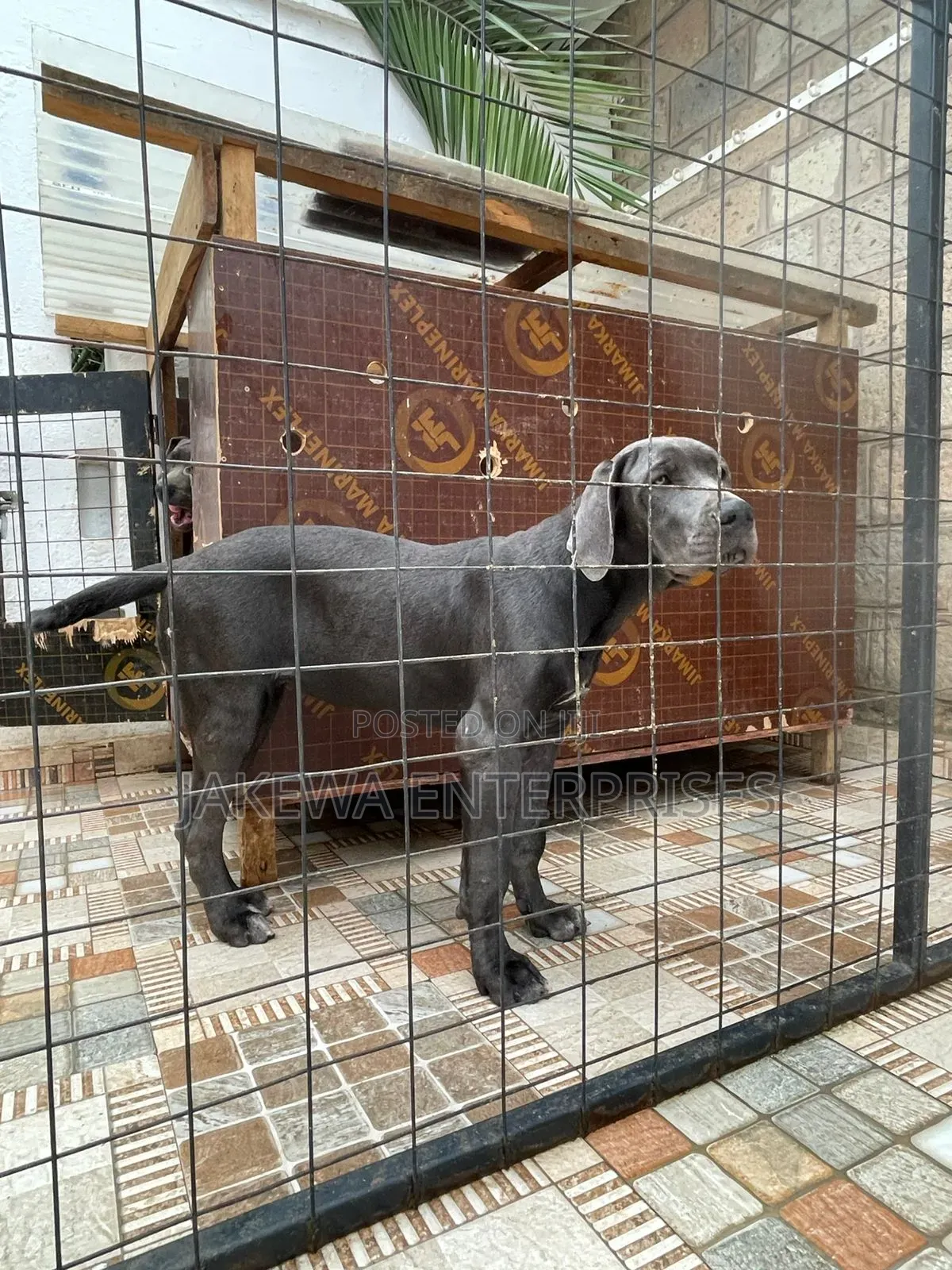 3-6 months Male Purebred Great Dane